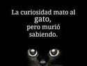 "La curiosidad mató al gato", pero murió sabiendo...