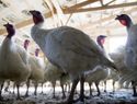 Declarado un foco de gripe aviar en una granja de pavos en Ahillones (Badajoz)