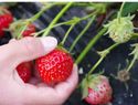 Fresas sin desinfectar pueden provocar cinco enfermedades