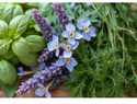 Plantas aromáticas ayudan a alejar ratas