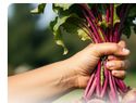 Beets: Clear Vision, Healthy Colon, and Slender Figure