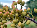 Agricultores franceses apuestan al pistacho por cambio climático