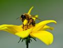 Estudio revela veneno de abeja podría ser clave contra problemas vasculares