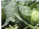 Taylor Farms retira lechuga iceberg por brote de ciclosporiasis