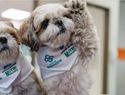 Perros terapéuticos alivian dolor crónico en Chile