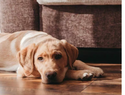 Veterinarios alertan sobre ansiedad en perros muy efusivos