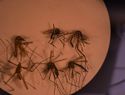 Dengue mutado amenaza 15 países, entre ellos: Brasil, India, Filipinas y RD