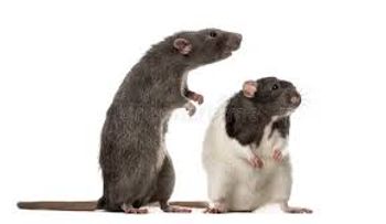 ¡Adiós ratones! 2 ingredientes caseros para eliminarlos de tu hogar