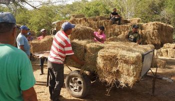Gobierno entrega 104 mil pacas de pasto a ganaderos afectados por sequía