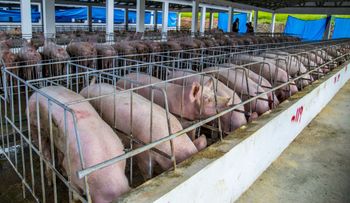 Gobierno toma medidas para proteger la producción nacional de cerdos ante pequeño brote de fiebre porcina africana