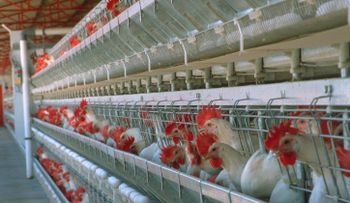  Productores avícolas piden sustituir â??normasâ? DGII afectan DR-CAFTA por una ley justa