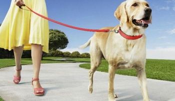 Cómo enseñar a un perro a pasear con correa
