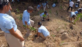 Medio Ambiente ha plantado más de 11 millones de árboles de diferentes especies en menos de un año