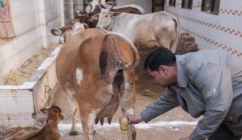 El consumo de orina de vaca virgen podría curar enfermedades