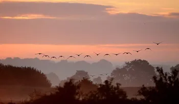 Increíbles imágenes del vuelo de miles de aves en formación