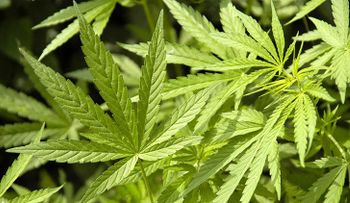 Condenan a 8 años de prisión a un indonesio por cultivar marihuana para su esposa enferma de cáncer