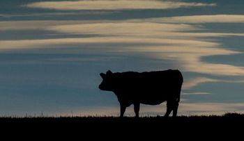 Científicos argentinos logran eliminar gen que produce la enfermedad de la vaca loca, según estudio