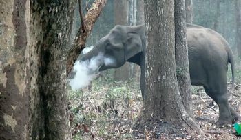 Un elefante que echa humo por la boca y tiene "perplejos" a los científicos