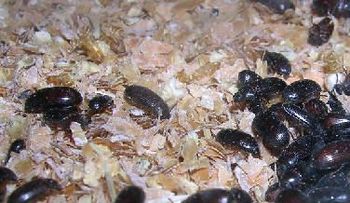 Gorgojos de maní contra la diabetes y el cáncer 