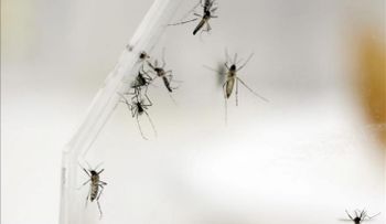 Estiman que el zika llegará a toda América Latina