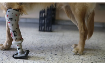 Prótesis para perros dan nueva oportunidad en El Salvador
