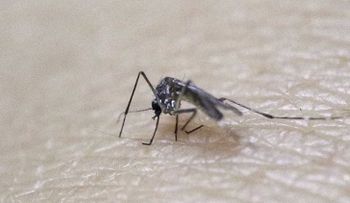 Virus del Zika: ¿Es un mosquito modificado genéticamente el causante de la epidemia?