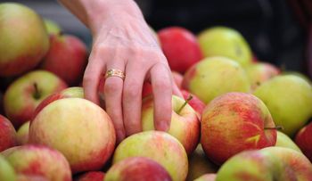 Una manzana al día te ayuda a dejar de fumar; tiene vitamina E y C, previene el cáncer y reduce el colesterol