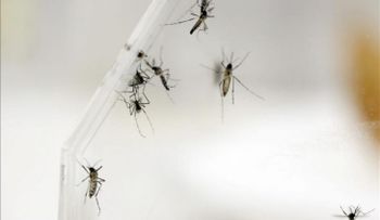 Investigadores entrenarán a brasileños para combatir el Zika