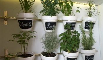 Consejos para plantar un huerto de plantas aromáticas y medicinales