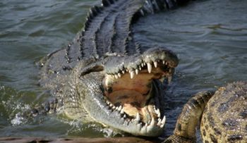 Sacan de la cárcel, golpean y encierran con cocodrilos a un presunto violador en México