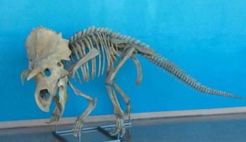 Colorado: descubren dinosaurio hasta hoy desconocido