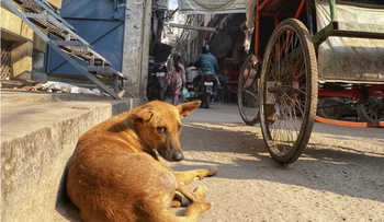 Mueren 110 perros callejeros por envenenamiento en el sur de la India