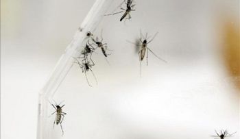 79 los casos confirmados de fiebre chikunguña en Bolivia