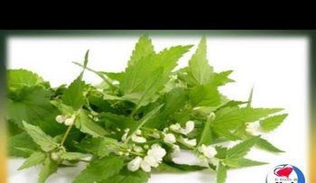 Esta planta sirve para curar: impotencia sexual, riñones, reuma, artritis, gota, artrosis