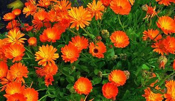 Plantas que curan para plantar en el hogar en el mundo