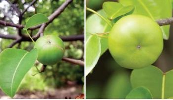 La manzanita de la muerte, la planta más peligrosa del mundo