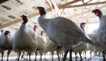 Detectan foco de gripe aviar en granja de pavos en Ahillones, Badajoz