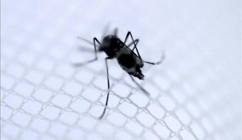 Confirman primeras dos muertes por chikunguña en El Salvador