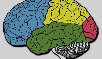 Investigación científica identifica a "recolectores de basura" en el cerebro