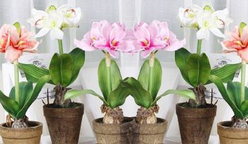 Ella le añadió un ingrediente secreto a su maceta de flores. ¡Así nació un milagro!