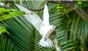Qué indica que los pájaros canten en tu casa o jardín durante el día