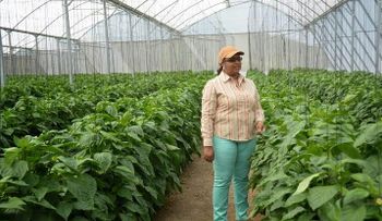 1, 200 millones destina el Bagrícola para invernaderos 
