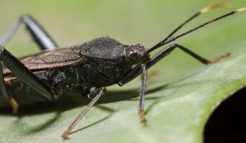Científicos argentinos crearon una exitosa vacuna contra la enfermedad de Chagas