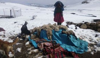 Frío en Perú y Bolivia mata a 30.000 animales
