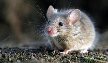 75 de 714 enfermedades de los ratones pueden causar la muerte 