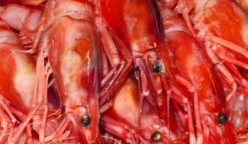 ¡Ojo con las gambas demasiado rojas!