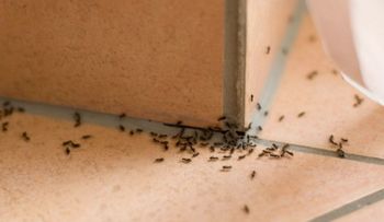 Cinco remedios para hacer desaparecer las plagas