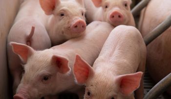 Ministros de Agricultura de 34 países apoyarán a Republica Dominicana contra fiebre porcina africana