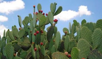 Propiedades medicinales de la Tuna o Nopal