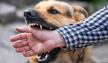 Conoce estas enfermedades pueden transmitir perros a los humanos